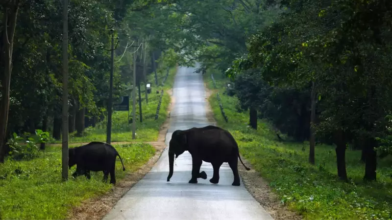 5 Best Indian Forests to Spot Wild Asian Elephants in January 2026