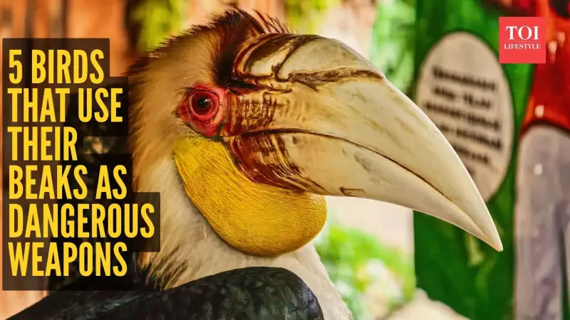 5 Birds with Beaks That Are Deadly Weapons in the Wild