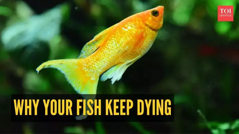 5 Deadly Aquarium Mistakes Killing Your Fish (And How to Stop)