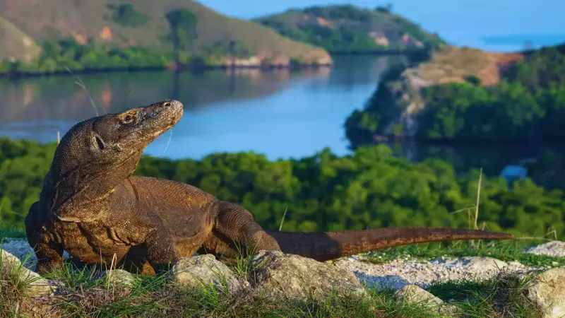 5 Legendary Asian Landmarks Named After Animals: From Tigers to Dragons