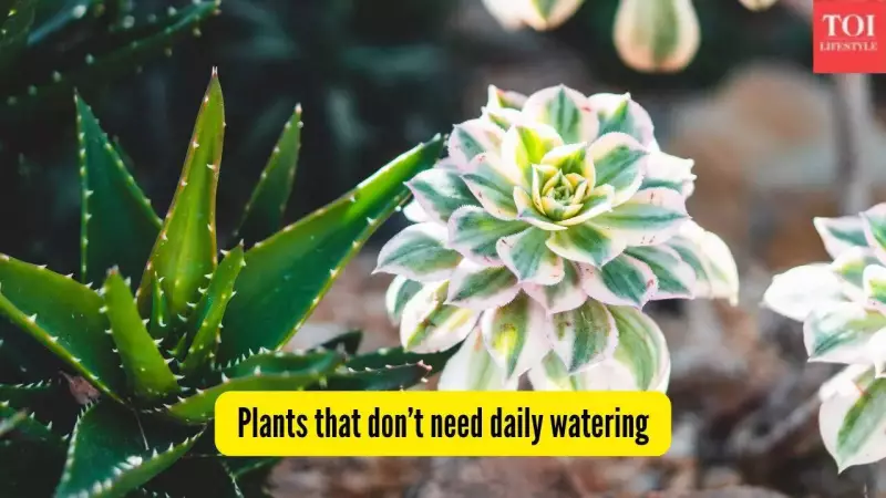 5 Low-Maintenance Plants Perfect for India's Climate & Busy Lifestyles
