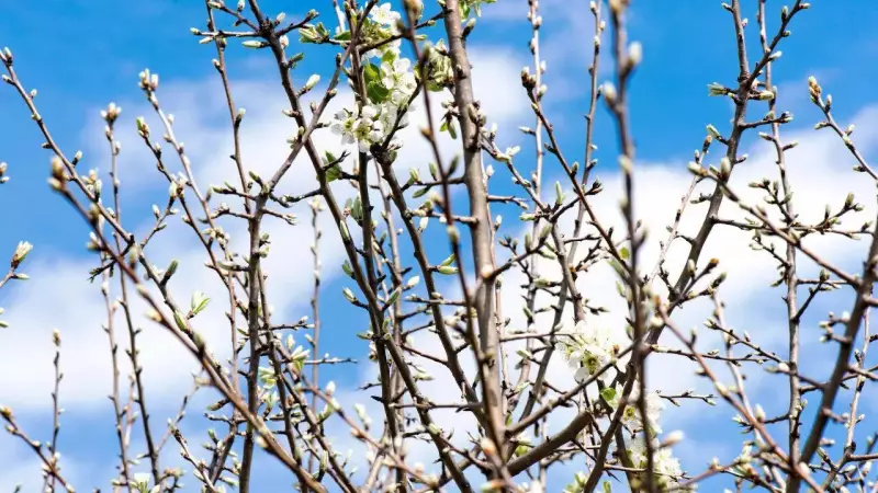 5 Trees to Avoid in Your Indian Home Garden: Research Reveals Hidden Problems