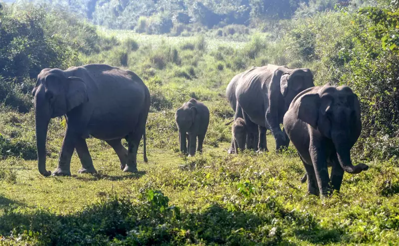 58-Year-Old Tribal Man Trampled to Death by Elephant in Palamu Tiger Reserve