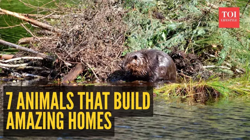 7 Animal Architects: Nature's Ingenious Home Builders