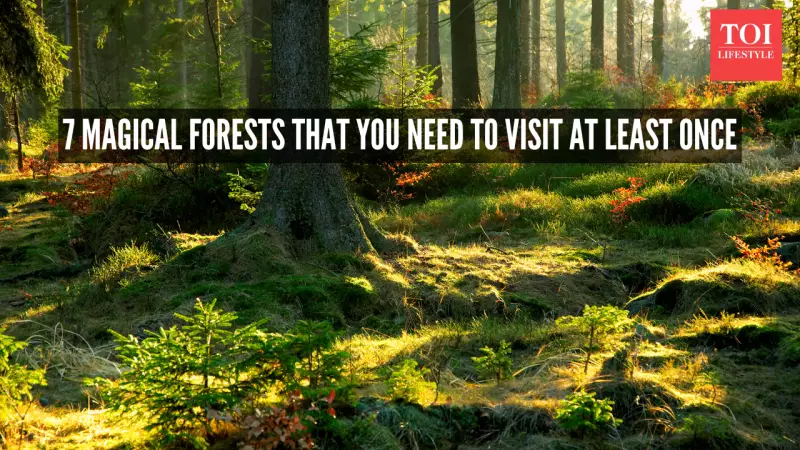 7 Magical Forests That Feel Like Walking Into Another World