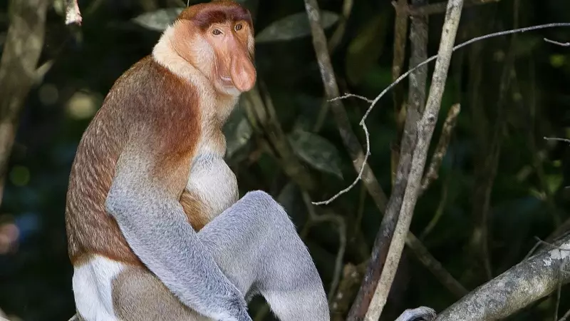 7 Rare Monkey Species You've Probably Never Heard About