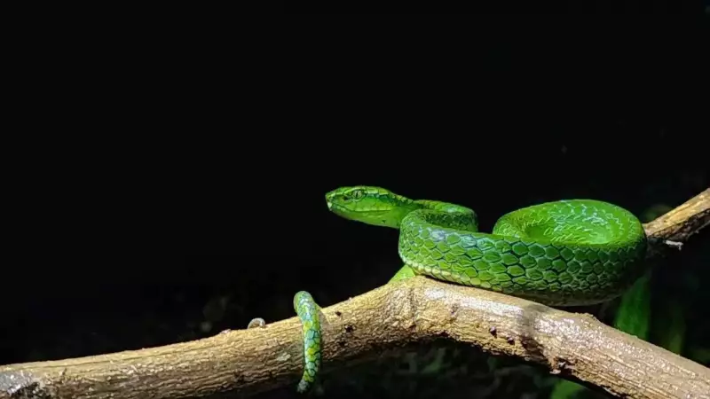 7 Snakes That Thrive in Freezing Cold: Nature's Frost-Dwellers