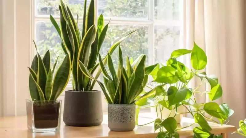 7 Surprising Benefits of Snake Plants: The Ultimate Low-Maintenance Indoor Plant