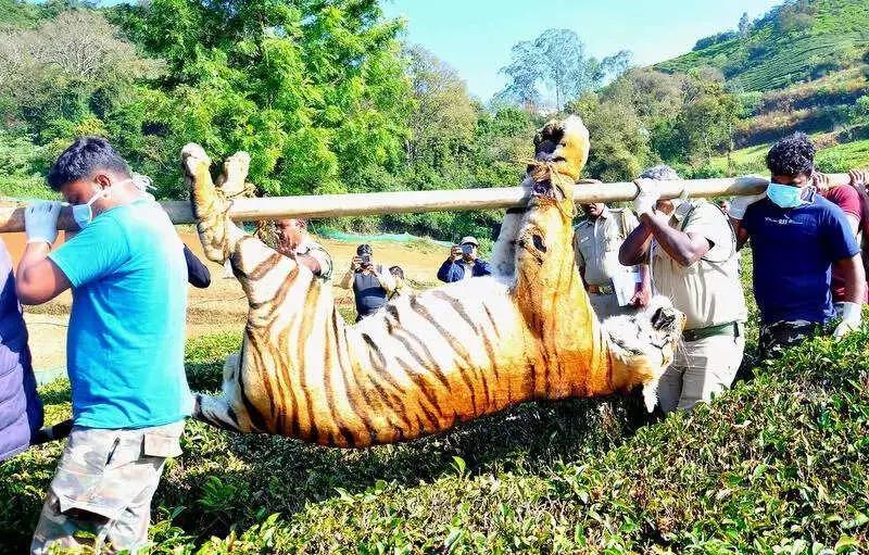 7-Year-Old Male Tiger Found Dead in Udhagamandalam Tea Estate After In-Fighting