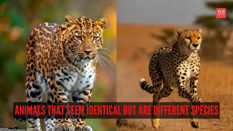 8 Animal Pairs That Look Alike But Are Different Species