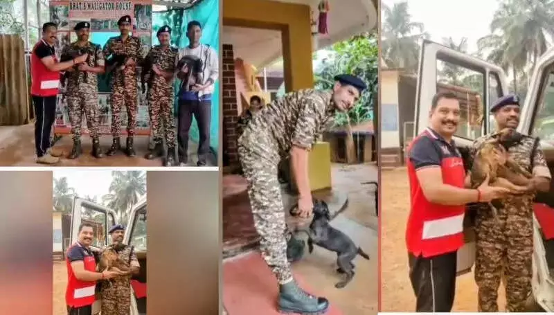 9 Belgian Malinois Puppies from Karnataka Village Join CRPF & West Bengal Police