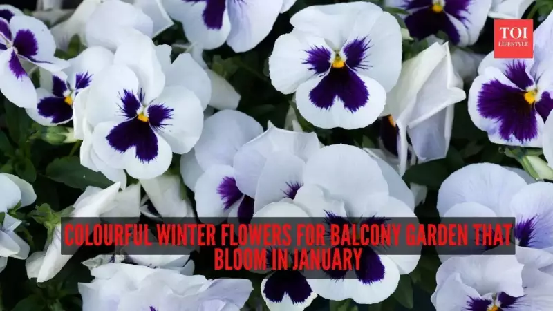9 Vibrant Winter Flowers for Your Balcony Garden That Bloom in January