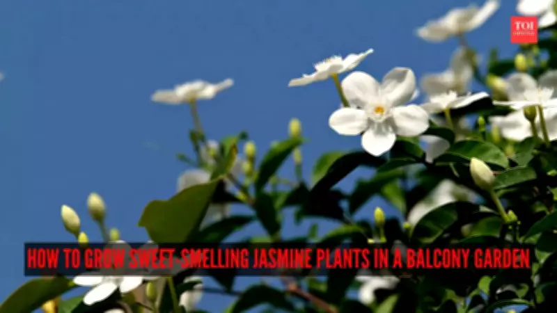 A Complete Guide to Growing Fragrant Jasmine Plants in Your Balcony Garden
