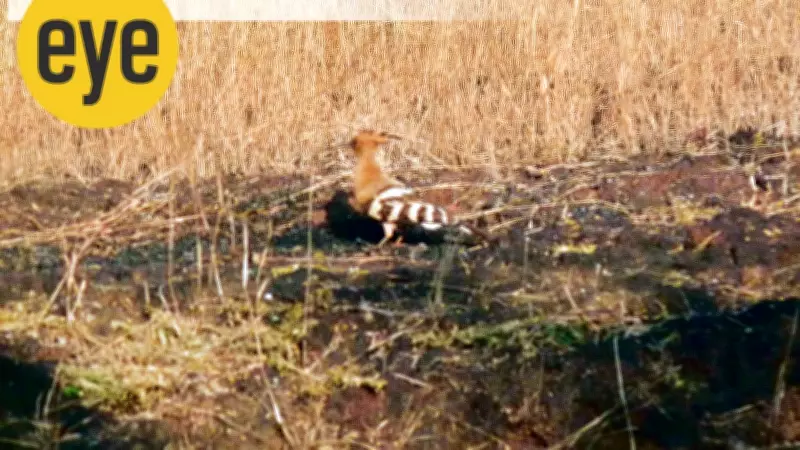 A Day of Solitude and Raptors on Goa's Socorro Plateau