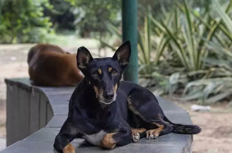 Activists Warn: Supreme Court's Stray Dog Removal Order Undermines Birth Control Rules