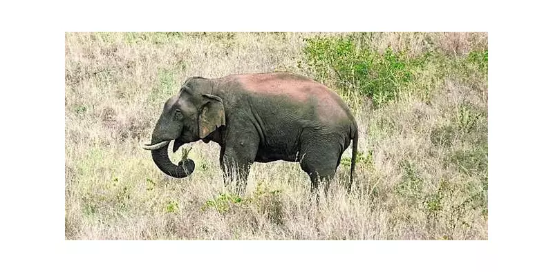 Adult Elephant Found Dead in Ramgarh Potato Field, Suspected Anthrax Case