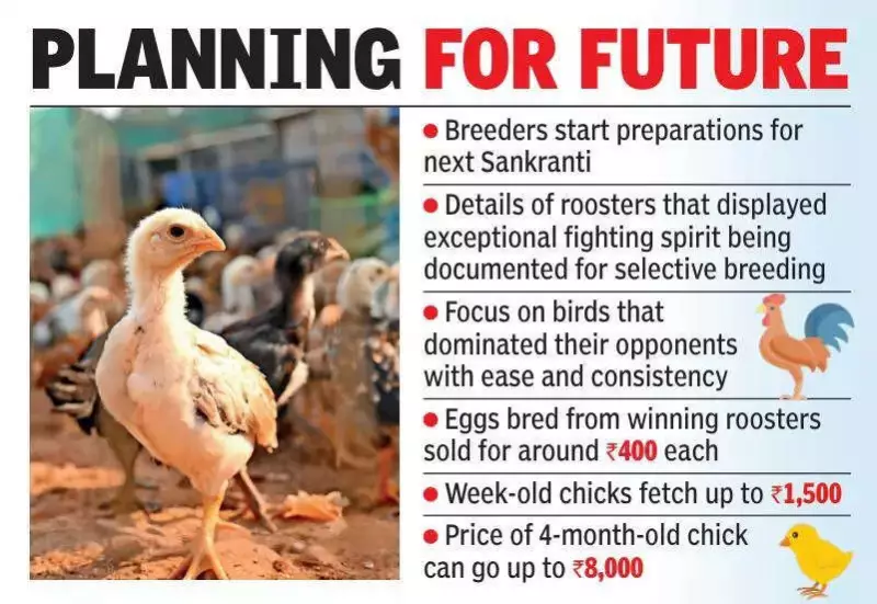 After Sankranti Cockfights, Andhra Breeders Invest Lakhs in Champion Roosters