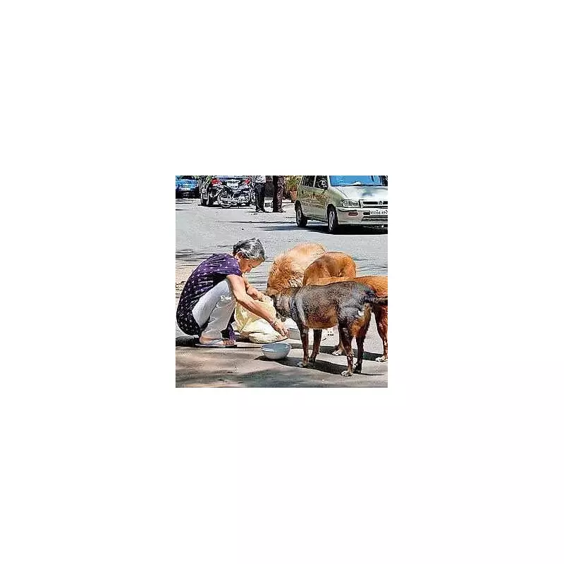 Ahmedabad Municipal Corporation Designates 126 Stray Dog Feeding Spots, Faces Criticism