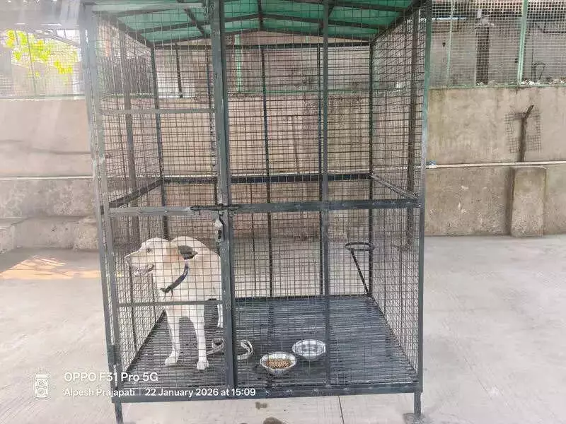 Ahmedabad: Police Case Filed After Labrador Bites Woman in Shilaj Society