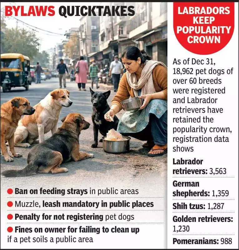 Ahmedabad to Enforce Strict Pet Dog and Stray Dog Bylaws with Penalties