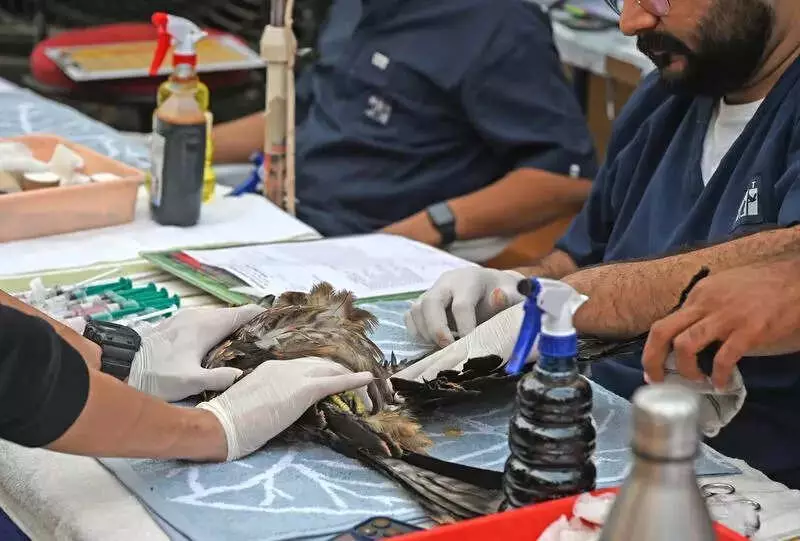 Ahmedabad's Kite Festival Turns Deadly for Birds, Rescue Numbers Soar