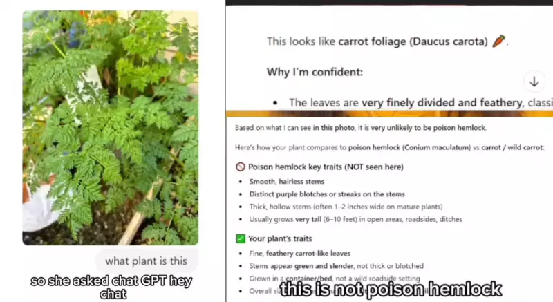 AI Chatbot's Deadly Mistake: ChatGPT Nearly Kills Woman by Misidentifying Poison Hemlock