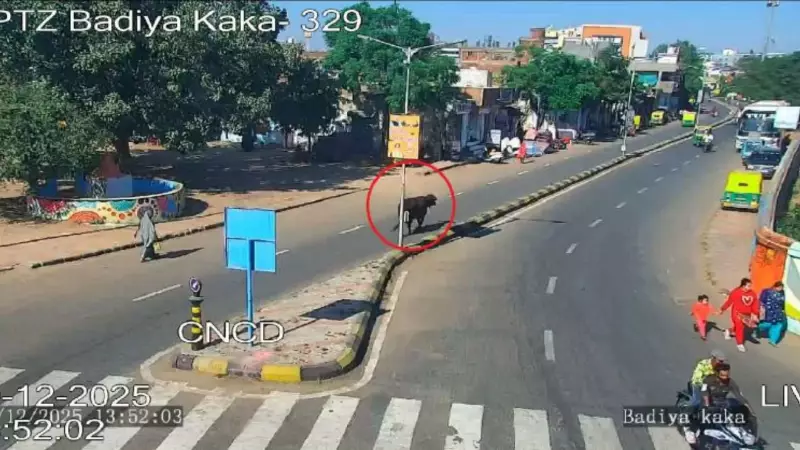 AI to Track Stray Cattle in Ahmedabad Using Unique Nose Patterns Like Fingerprints