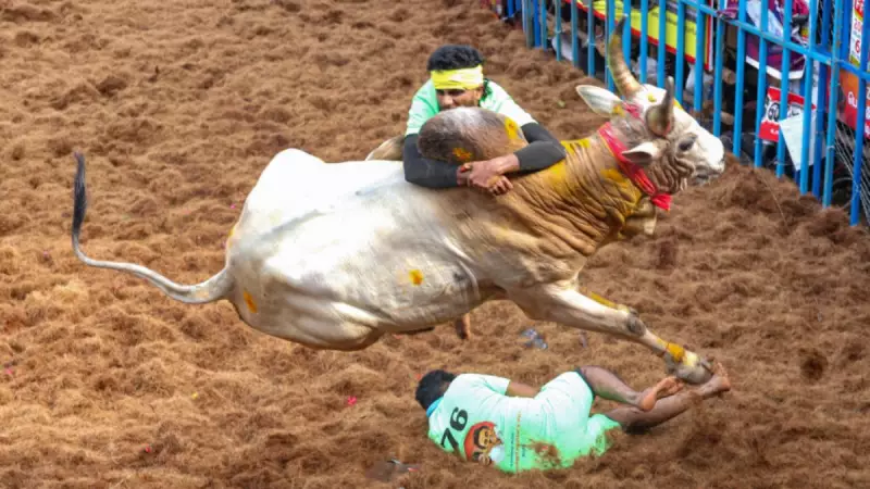 Alanganallur Jallikattu 2026: 5 Fascinating Facts About Tamil Nadu's Bull Taming Spectacle