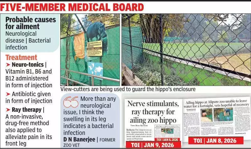 Alipore Zoo's Ailing Hippo Emerges After Weeks of Intensive Treatment