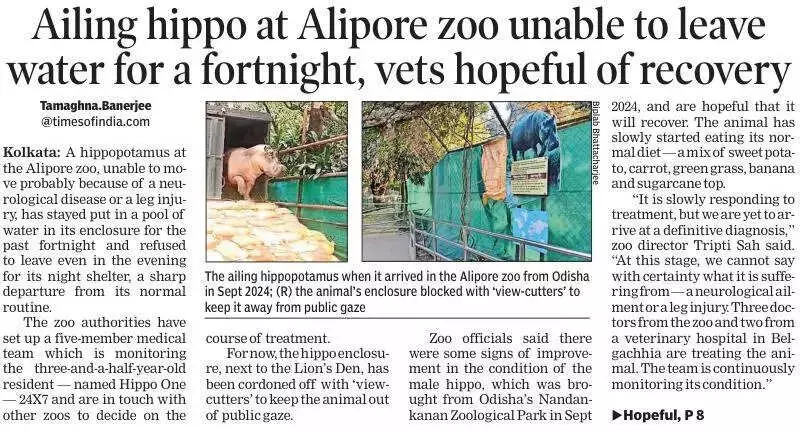 Alipore Zoo's Ailing Hippo Shows Signs of Recovery After Intensive Treatment