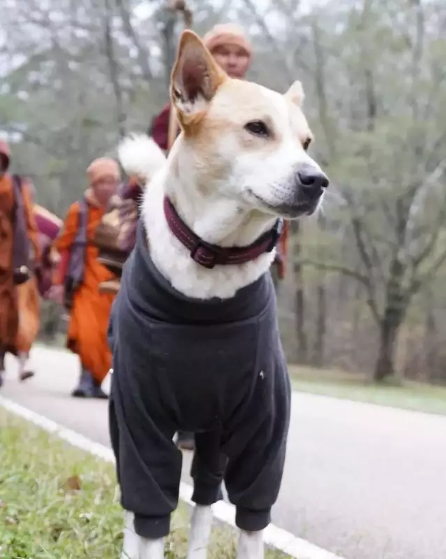 Aloka: The Kolkata Stray Dog Who Became a Global Peace Symbol