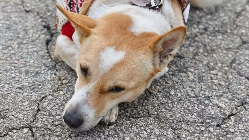 Aloka the Peace Dog: Indian Stray Inspires Global Walk for Harmony