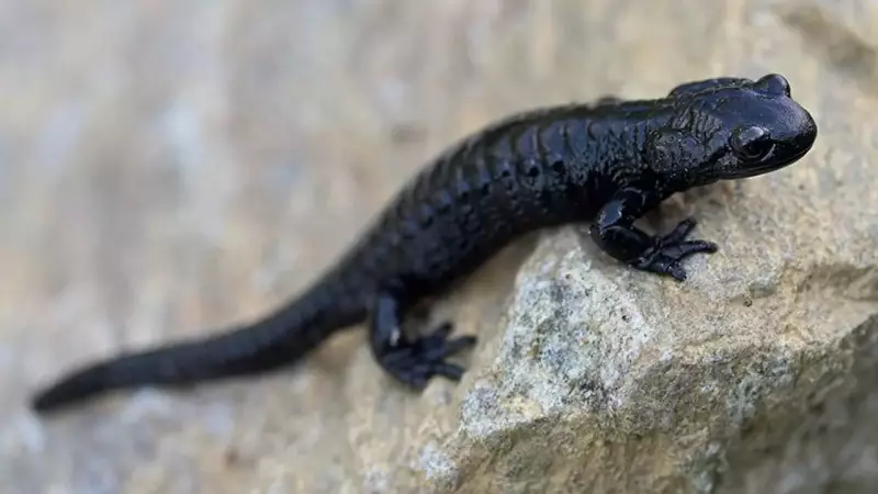 Alpine Salamander's Record-Breaking Pregnancy: Nature's Longest Gestation