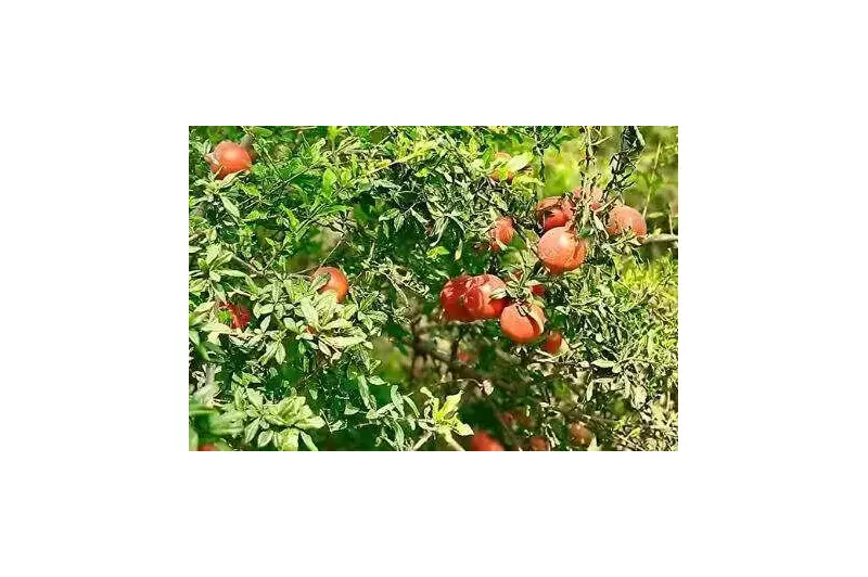 Anantapur Pomegranates Seek GI Tag to Boost Global Market Access