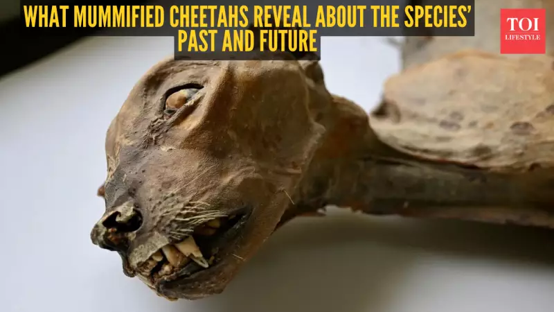 Ancient Cave Cheetahs Rewrite Arabian History, Offer Hope for Reintroduction