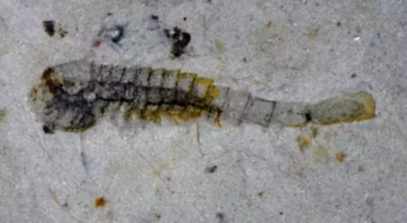 Ancient Chinese Fossils Reveal Marine Life Flourished 500 Million Years Ago