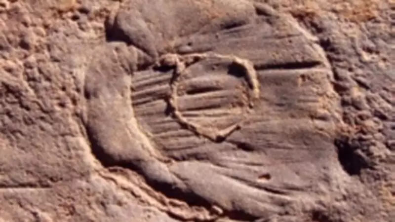 Ancient Mystery Solved: How 570-Million-Year-Old Soft Fossils Defied Preservation Odds