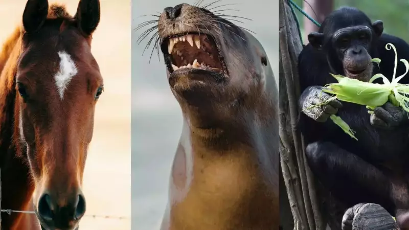 Animal Math: How Crows, Bees, Parrots & More Use Numbers to Survive