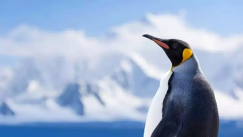 Antarctica: The Only Continent Without Native Reptiles - Here's Why