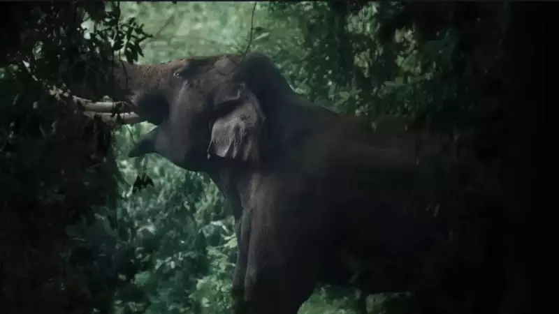 Antony Varghese's 'Kattalan' to Release in May, Uses Real Elephants Instead of CGI