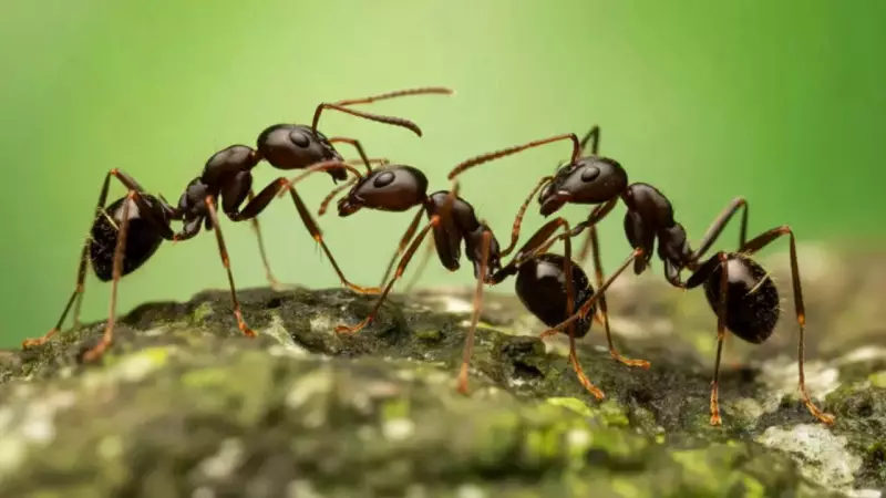 Ants' Radiation Resistance: Nature's Tiny Survivors Outlast Humans