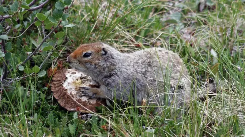 Arctic Ground Squirrel's Extreme Hibernation: Brain Survival Secrets