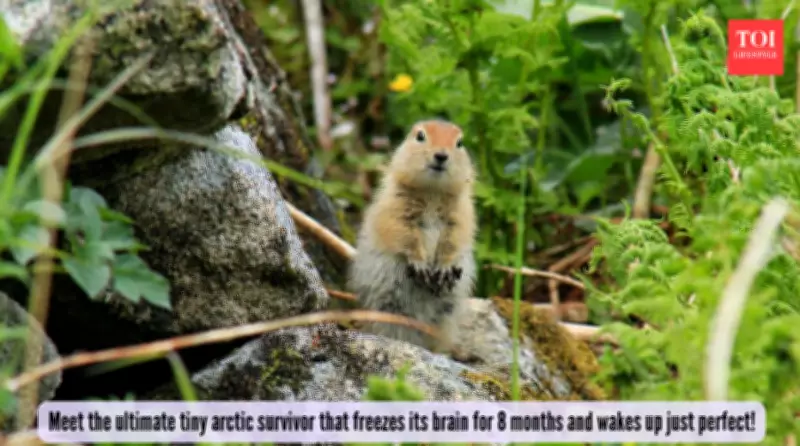 Arctic Ground Squirrel's Frozen Brain: Nature's Survival Miracle