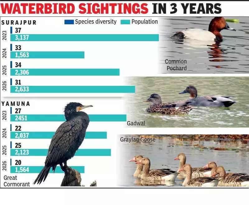 Asian Waterbird Census 2026 Reveals Sharp Decline in NCR's Bird Population