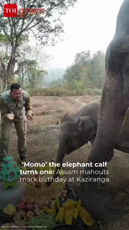 Assam Mahouts Celebrate First Birthday of Elephant Calf Momo at Kaziranga