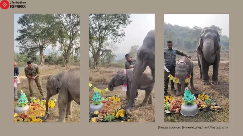 Assam Man's Heartwarming Birthday Party for Baby Elephant Priyanshi Goes Viral