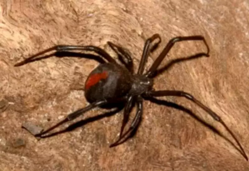 Assam University Researchers Document Rare Jumping Spider Species in India