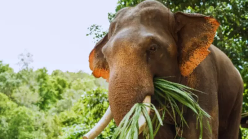 Assam's Hatikhuli Village Transforms Human-Elephant Conflict into Harmony