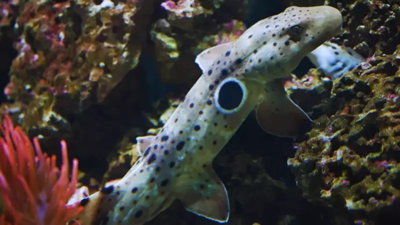 Australia's Walking Sharks: Unique Creatures Thrive in Great Barrier Reef