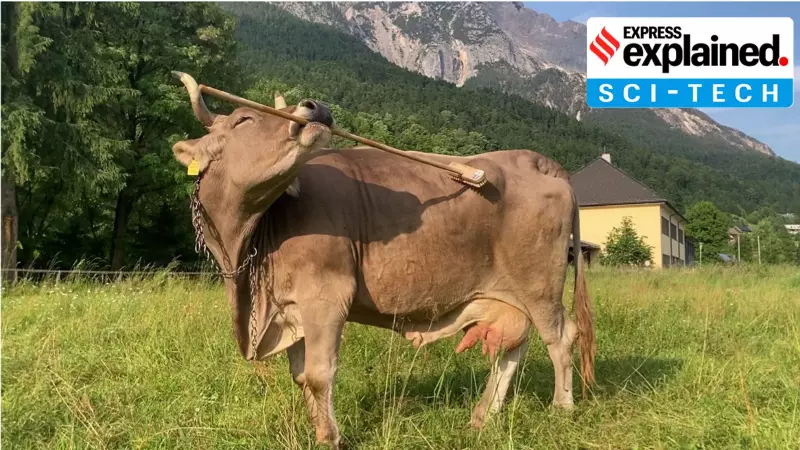 Austrian Cow's Tool Use Puzzles Scientists: Veronika's Sophisticated Scratching Behavior